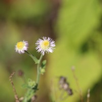 Erigeron sublyratus Roxb. ex DC.